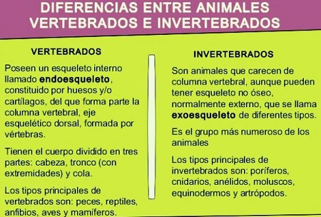 Diferencias entre animales invertebrados y vertebrados